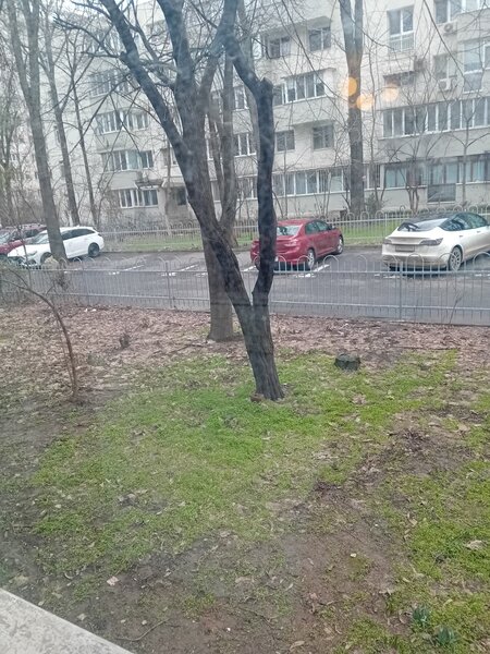 Liviu Rebreanu, Restaurant Alba,